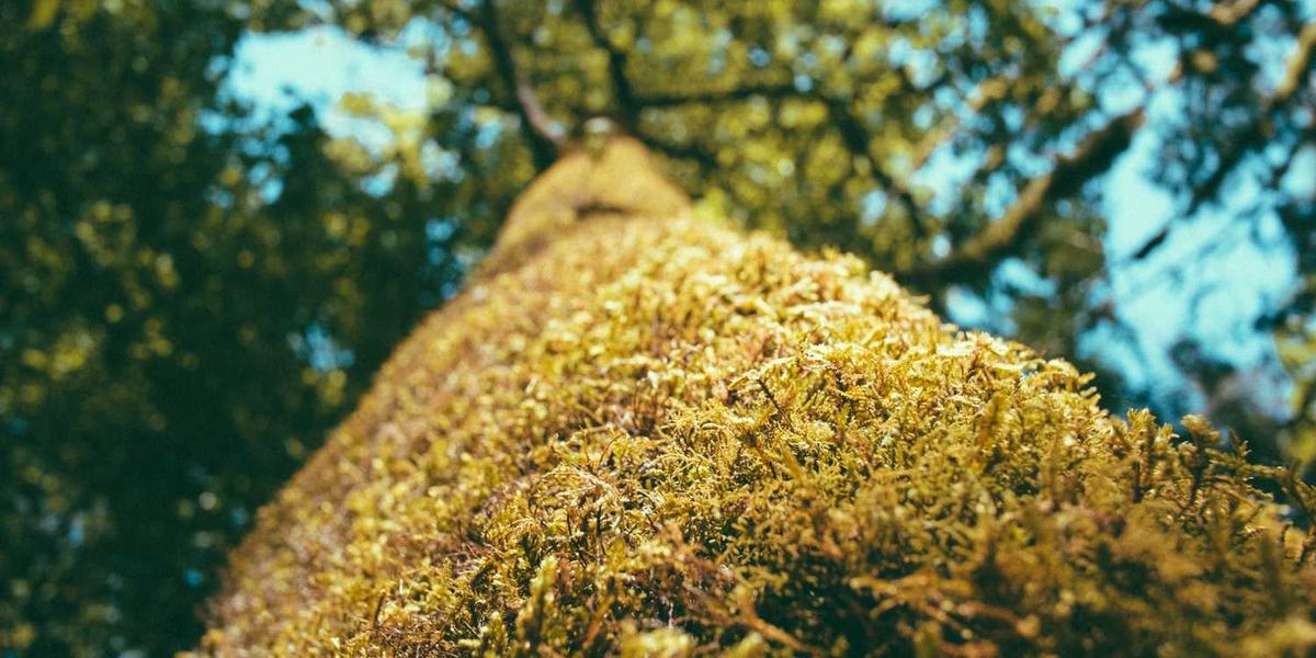 Reading The Wheel of Time: Tuon Listens to her Truthspeaker and Tries New Tactics in The Gathering Storm (Part 13)